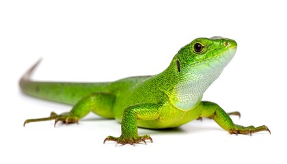 Obraz premium Green lizard profile view