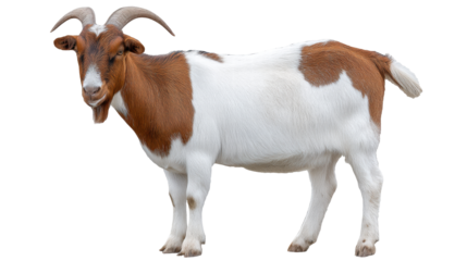 Isolated goat on transparent background with brown and white fur
