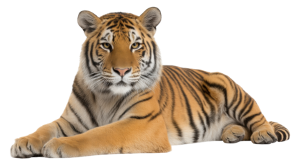 Tiger isolated transparent background lying down with calm