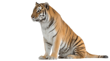 Fototapeta premium Tiger isolated on transparent background shows wild animal sitting