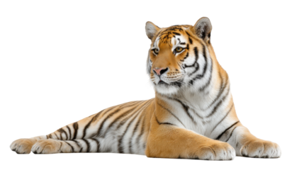 Tiger isolated transparent background lying down with calm