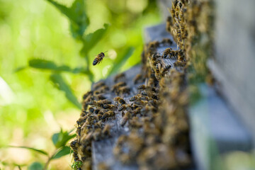 Honey bees ventilate the hive and enter it.