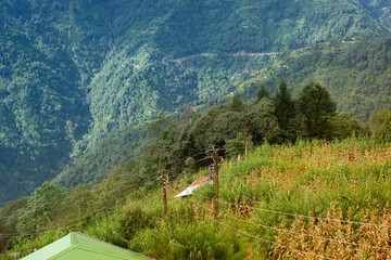 Corn or maize , zea mays, plantation at Okhrey village, Himalayan mountain range in the background . Okhrey is a remote village with breath taking scenic natural vista, in Sikkim, India.