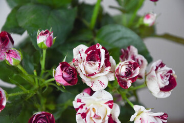 濡れたスプレーばら