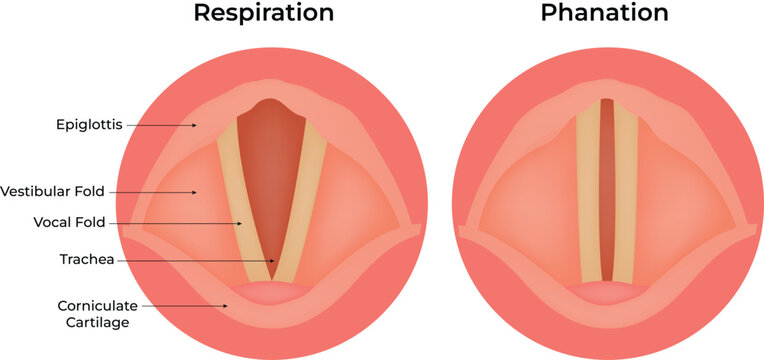Vocal Cord Anatomy Respiration vs Phonation Vector Illustration