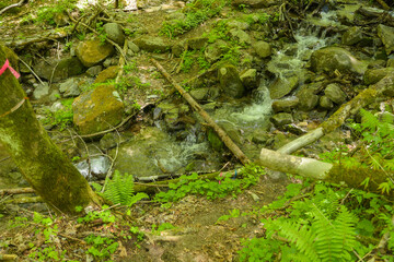 焼山沢沿いの渡渉