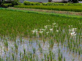 アヒル農法を行う水田の風景