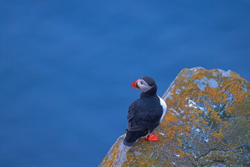 Puffins, colorful pelagic seabirds on coastal cliffs in Runde island, Norway