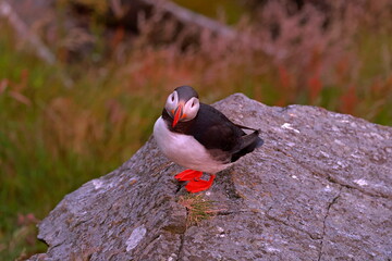 Puffins, colorful pelagic seabirds on coastal cliffs in Runde island, Norway