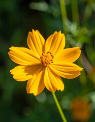 Close-up of a bright yellow flower (1)
