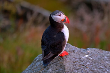 Puffins, colorful pelagic seabirds on coastal cliffs in Runde island, Norway