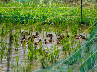 合鴨農法を行う水田の風景