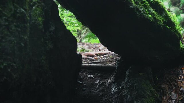 Sacred Kesa-kake-ishi Rock near the 55th Choishi Marker on the Pilgrimage Path to Koyasan 世界遺産 高野参詣道町石道「55町石 ・袈裟掛石(鞍掛石・くぐり石)」和歌山県高野町