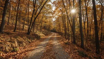 Obraz premium road in the forest