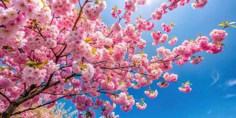 Tree with pink flowers in foreground