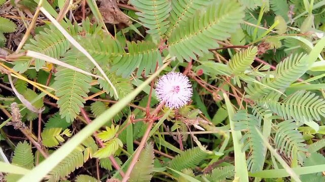 The Mimosa pudica (Mimosa pudica) has thin, ball-like pink flowers. It quickly closes its leaves when touched, blown on, or heated, a phenomenon called thigmonasty.