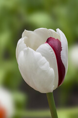 white tulip flower on green background