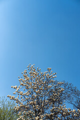 tree in the sky