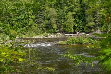 Naklejka premium river in the forest