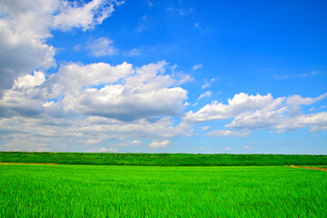 米の水田と青空
