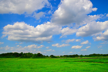 Fototapeta premium 青空と芝の緑