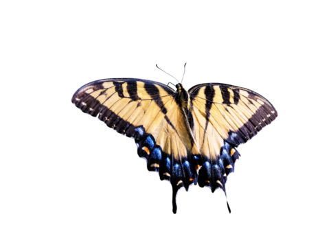 Eastern tiger swallowtail (Papilio glaucus) butterfly in central Florida. Cropped from my original photo and isolated on a transparent background.