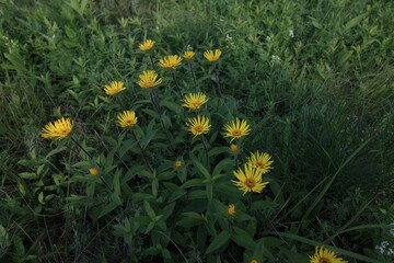 dandelions in the grass
