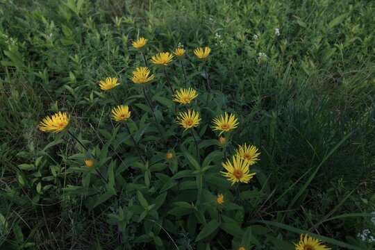 dandelions in the grass - Powered by Adobe