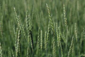 field of wheat