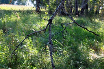 barbed wire fence