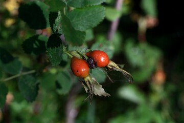 red berries on a branch
