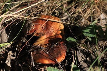orange mushroom in autumn forest