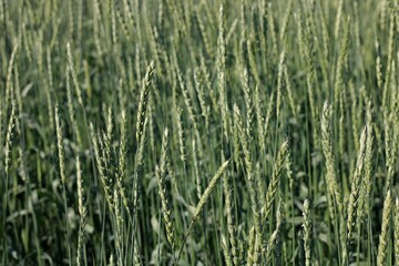 green grass background