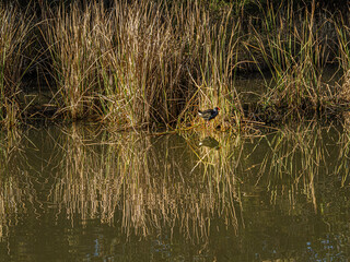 Swamphen Sits Among Reflected Reeds