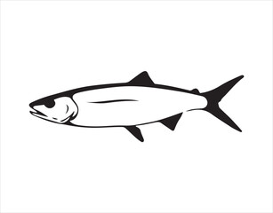 Obraz premium Salmon fish vector illustrations, featuring both sea saltwater humpback and freshwater river pink salmon or trout species