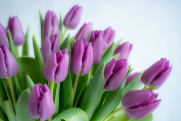 Fototapeta premium Beautiful Bouquet of Purple Tulips Close Up Isolated Against White Background Perfect for Floral Designs and Spring Celebrations