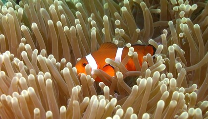 Clownfish in anemone (2)