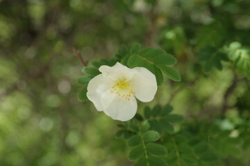 a wild white flower blooms in the tibetan valley on the highest plateau in the world
