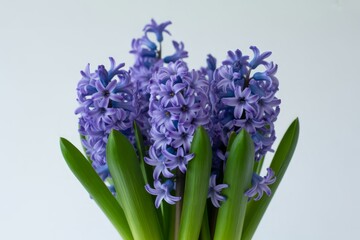 Fototapeta premium Beautiful Purple Hyacinth Flowers Blooming in Springtime with Green Leaves Against White Background a Floral Still Life