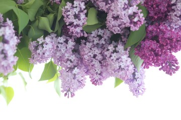 Fototapeta premium Blooming Lilac Branches on a Bright Background Showcasing Delicate Purple and Green Hues Perfect for Spring and Floral Designs