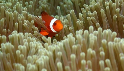 Clownfish in anemone
