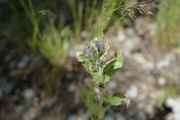 Obraz premium purple flowers bloom on the tibetan plateau, the highest on earth