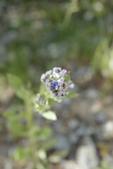 purple flowers bloom on the tibetan plateau, the highest on earth