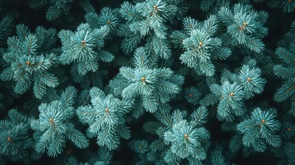 Teal Pine Tree Branches Texture