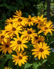 Cluster of bright yellow flowers (1)
