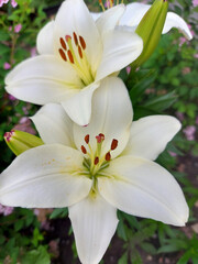 white lily flower