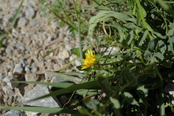 Fototapeta premium loverly yellow flowers bloom in summer, in the tibetan river valley, on the highest plateau on earth