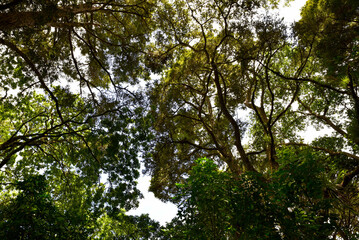tree in the forest