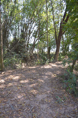 Fototapeta premium path in the forest