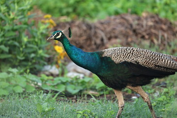 Obraz premium Peafowl